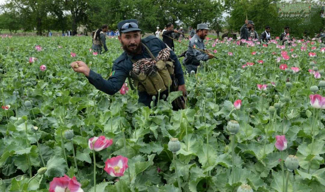 افغانستان: طالبان نے افیون سمیت دیگر منشیات کی کاشت پر پابندی لگادی